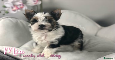 Yorkshire Terrier dogs - Advert 4