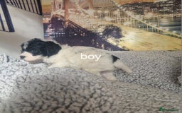 Cockapoo dogs for sale: 4 outstanding cockerpoos  - Image 16