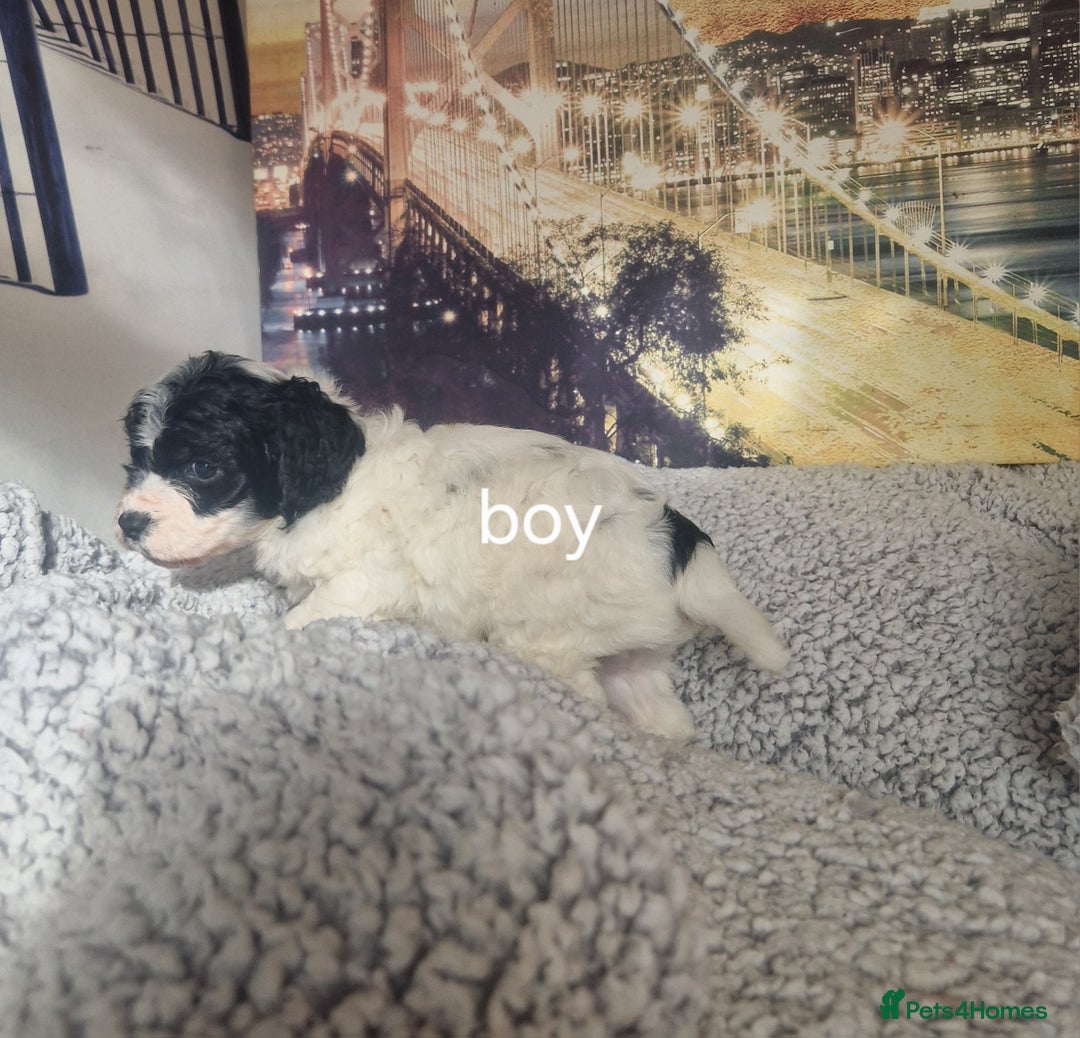 Cockapoo dogs for sale: 4 outstanding cockerpoos  - Image 16