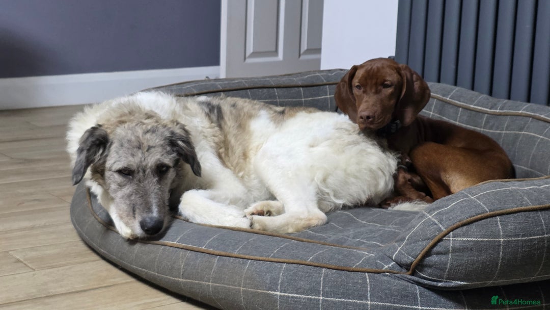 Mixed Breed dogs for adoption: Perfect PICKLE - Image 14