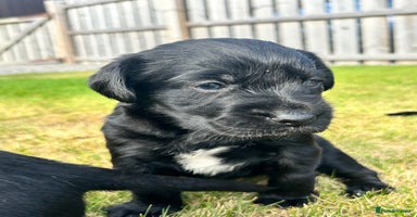 Mixed Breed dogs - Advert 5