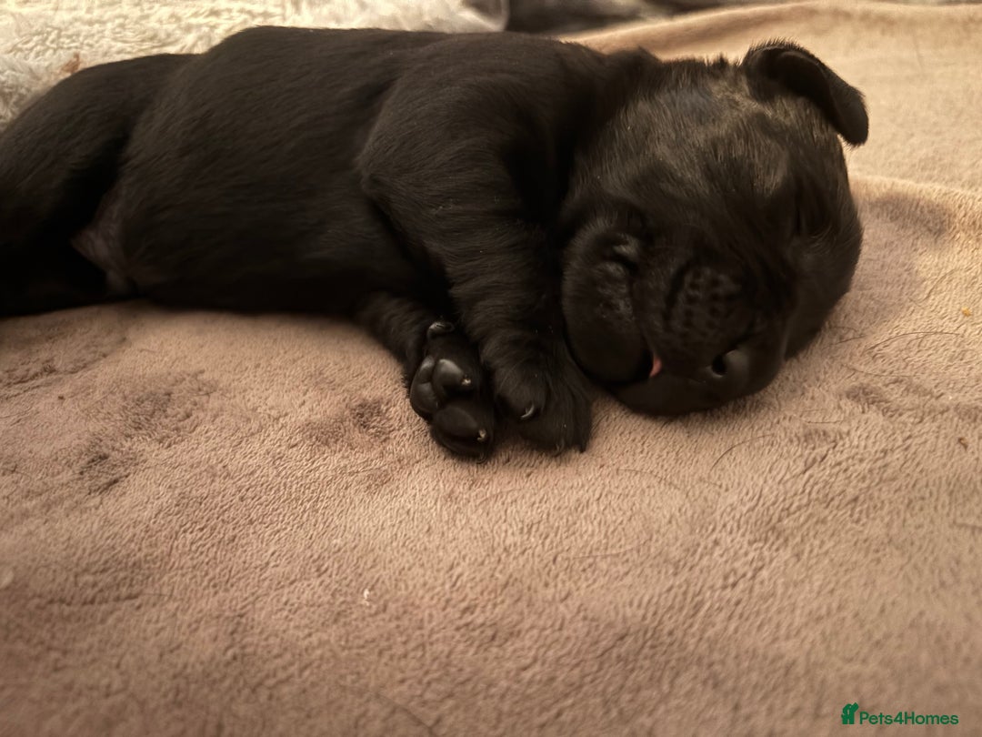 Labrador Retriever dogs for sale: Labrador puppies for sale Kent - Image 9
