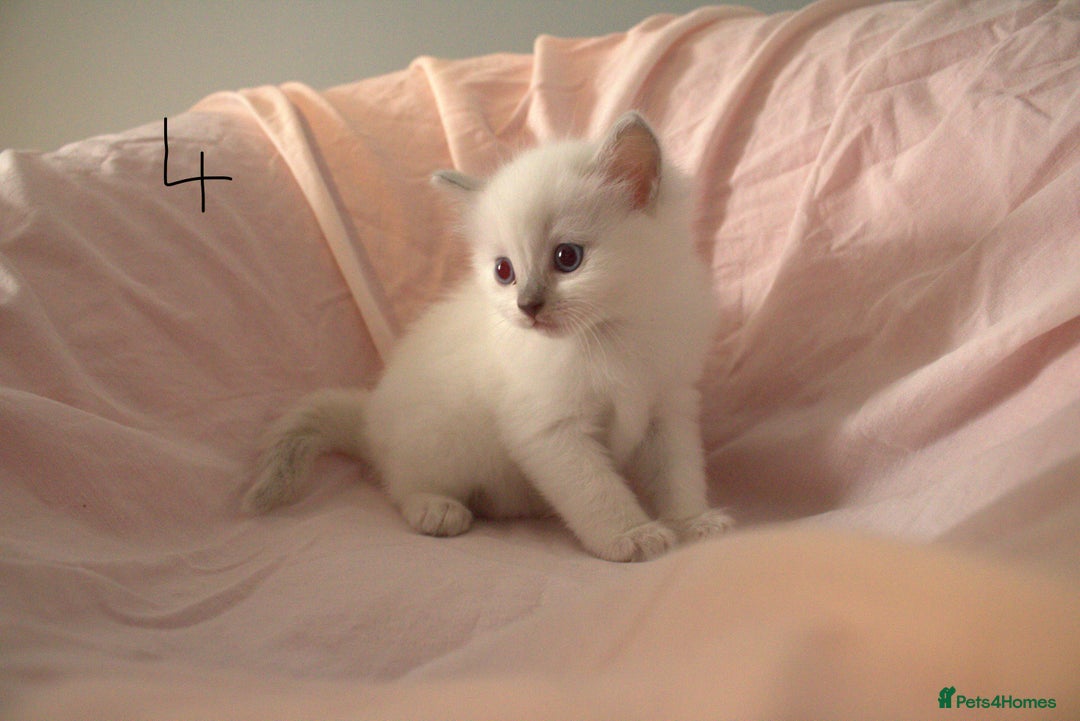 Ragdoll cats for sale: Ragdoll Kittens - Image 12