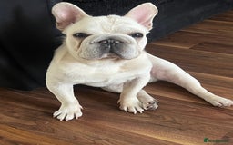 French Bulldog dogs for sale: French Bulldog - Image 2