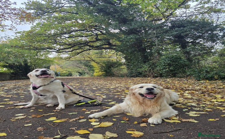 Golden Retriever dogs in Harlow - Advert 20
