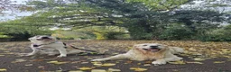 Golden Retriever dogs for stud: KC Golden Retriever for Stud - Advert 4