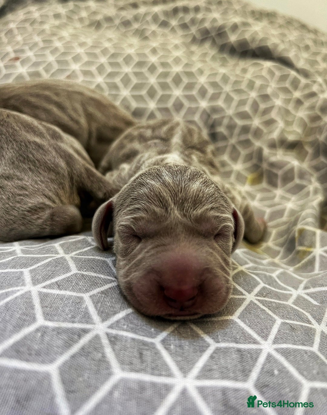 Weimaraner dogs for sale: Stunning litter of Silver Weimaraner Puppies. - Advert 8