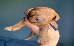 Cockapoo dogs for sale: 3 Stunning Dark Red Cockapoo Puppies - Image 17