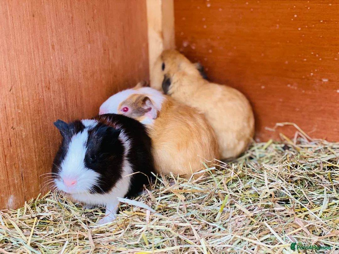 Guinea Pig rodents for sale: Very pretty young baby boy Guineapigs available  - Advert 6