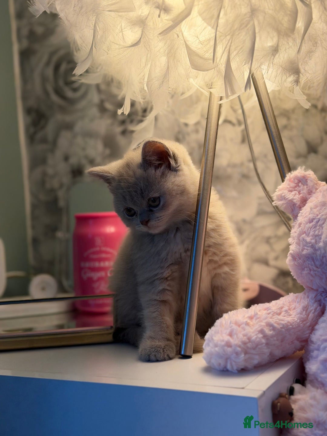 British Shorthair cats for sale: 3 Plush British shorthair kittens ❤️ - Advert 13