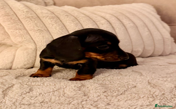 Miniature Dachshund dogs OUTSTANDING SMOOTH MINI DACHSHUNDS  - Advert 1