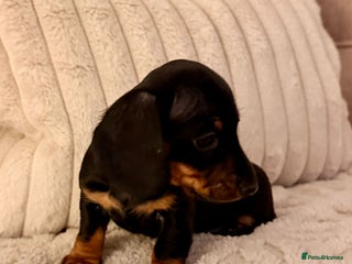 Miniature Dachshund dogs OUTSTANDING SMOOTH MINI DACHSHUNDS - Advert 5