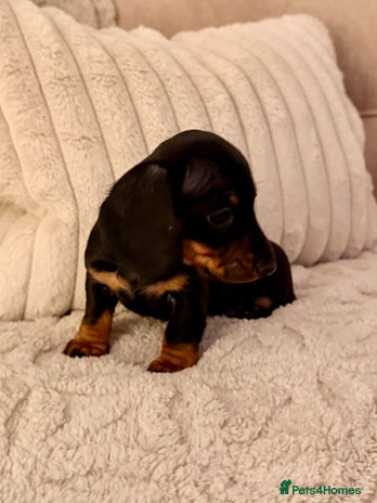 Miniature Dachshund dogs OUTSTANDING SMOOTH MINI DACHSHUNDS - Advert 3