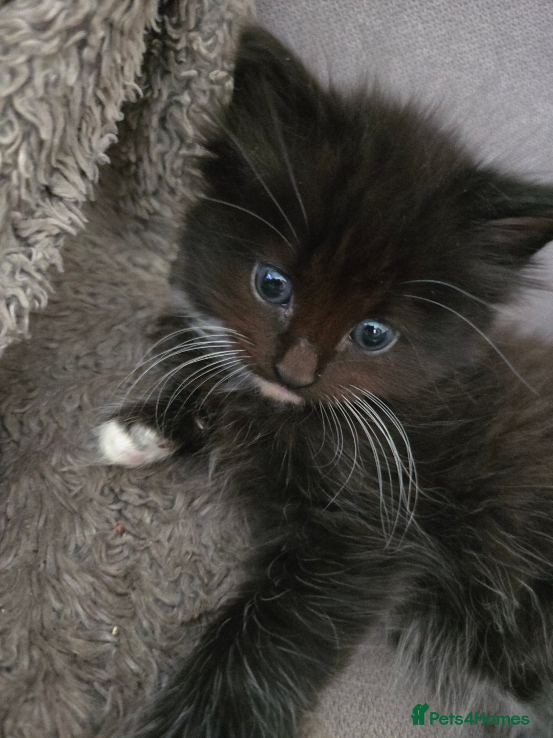 Nebelung cats for sale: 5 stunning nebelung kittens for sale.  - Image 5