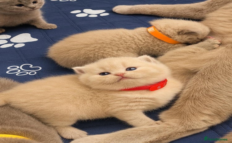 British Shorthair cats - Advert 1