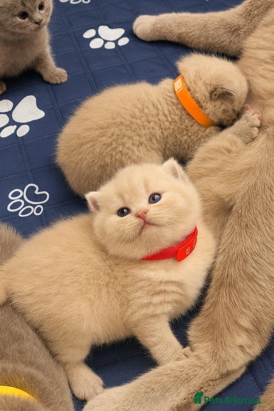 British Shorthair cats for sale: Adorable Purebred British Shorthair Kittens 🐾 - Image 1