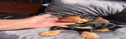 Dachshund dogs for sale: READY To LEAVE dachshund  k c wire haired puppy’s  - Advert 5