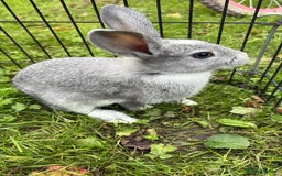 Rex rabbits for sale: Beautiful dwarf lop and mini rex babies  - Image 1