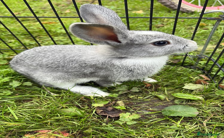 Rex rabbits - Advert 1