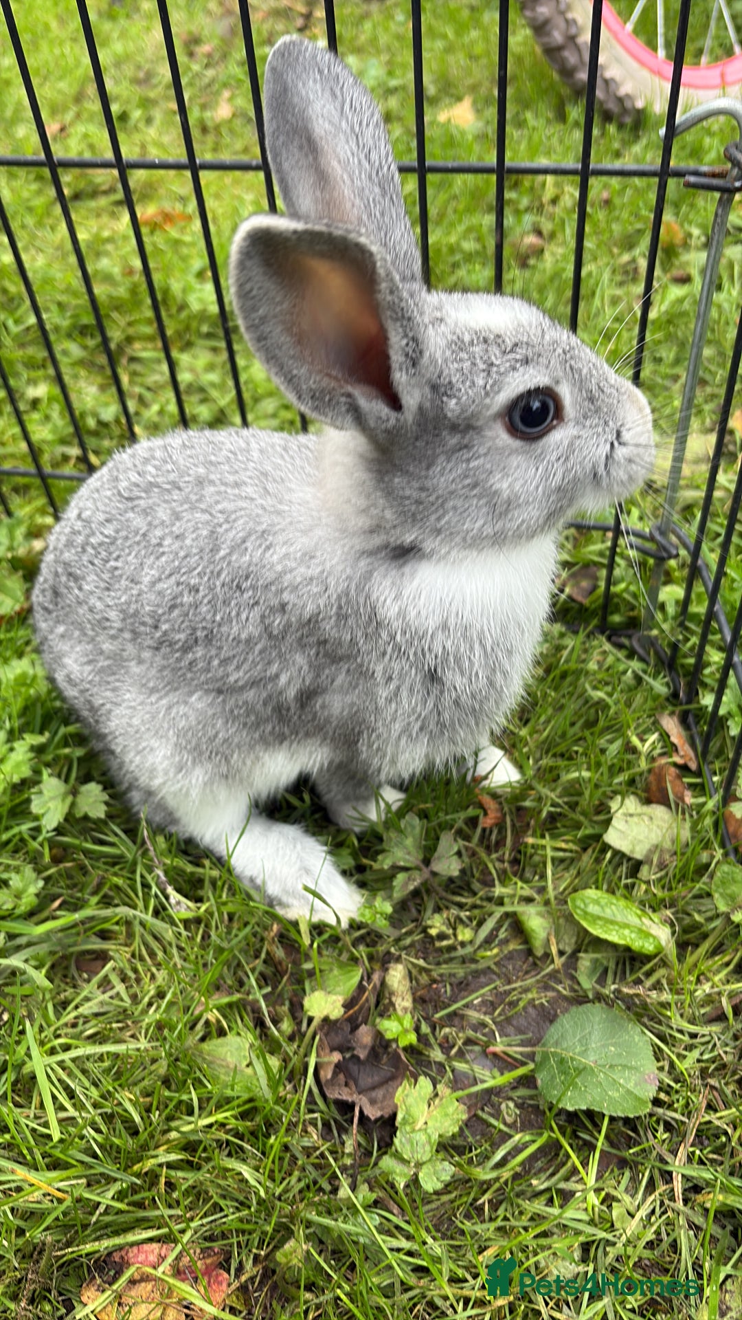Rex rabbits for sale: Beautiful dwarf lop and mini rex babies  - Image 1