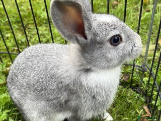 Rex rabbits - Advert 4