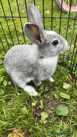 Rex rabbits - Advert 1