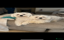 Maltese dogs for sale: Maltese puppies - Image 6