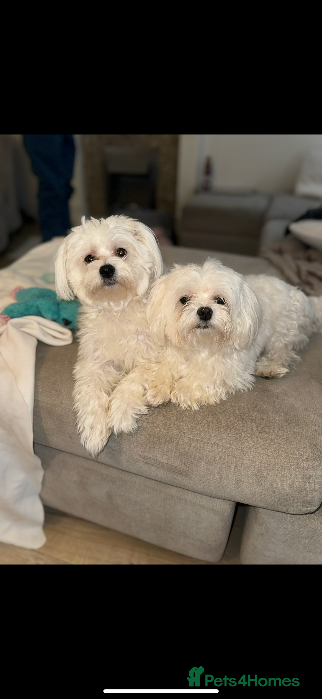 Maltese dogs for sale: Maltese puppies - Image 6