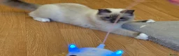 Ragdoll cats for sale: GCCF Registered Ragdoll Kittens - Advert 5