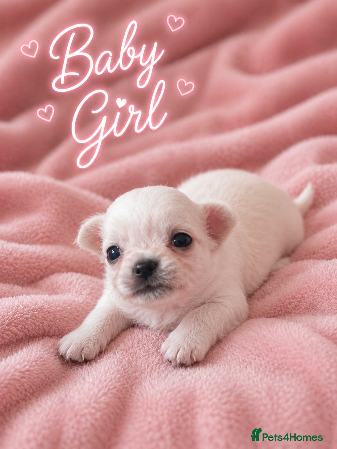 Chihuahua dogs Long haired white chihuahua puppies  - Advert 2