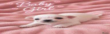 Chihuahua 3