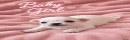 Chihuahua dogs for sale: Long haired white chihuahua puppies  in Cardiff - Advert 1