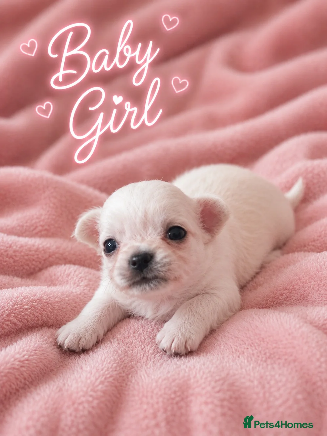 Chihuahua dogs for sale: Long haired white chihuahua puppies  in Cardiff - Advert 1