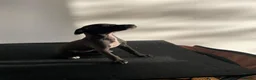 Mixed Breed dogs for sale: Italian greyhound x patterdale - Advert 6