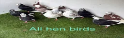 Pigeons birds for sale: Birmingham rollers - Advert 6