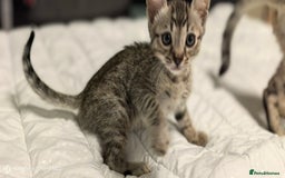 Bengal cats for sale: Silver Bengal kitten for sale  - Advert 19