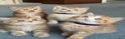 British Shorthair cats for sale: British sh odd/blue eyed adorable kittens GCCF  - Advert 1