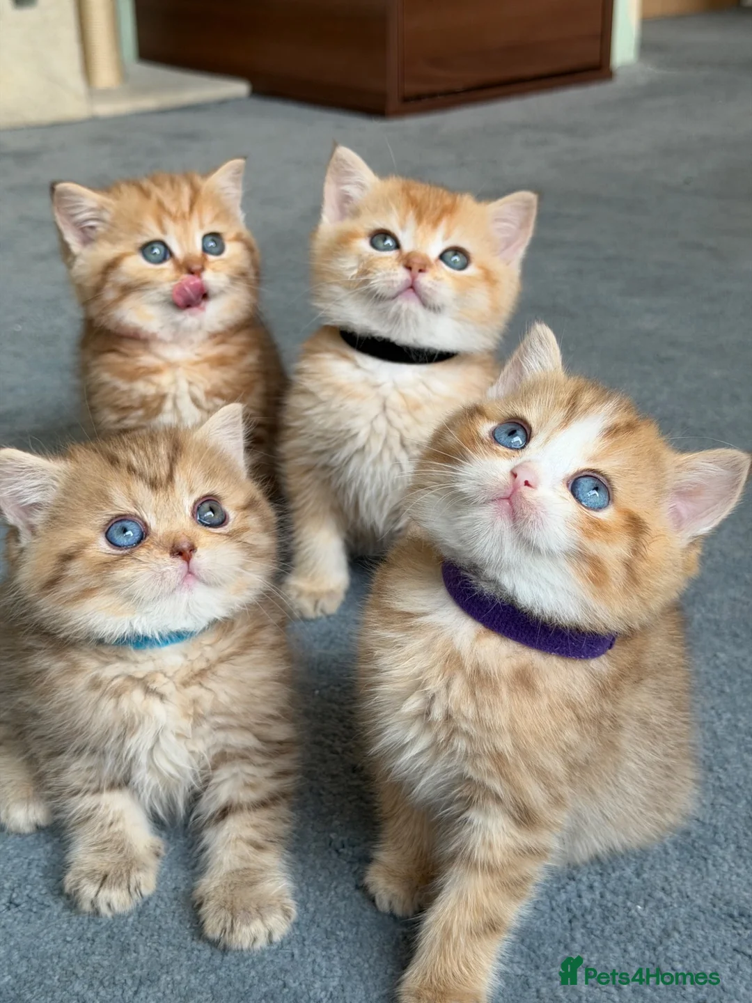 British Shorthair cats for sale: British sh odd/blue eyed adorable kittens GCCF  - Advert 1