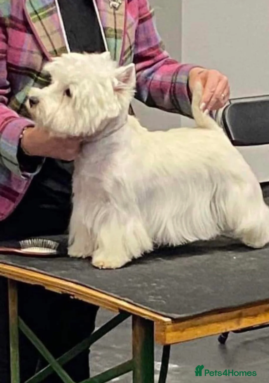 West Highland Terrier dogs for sale: Lovely west highland pup  - Advert 2