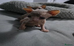Sphynx cats for sale: 3 beautiful sphynx kittens  - Image 3