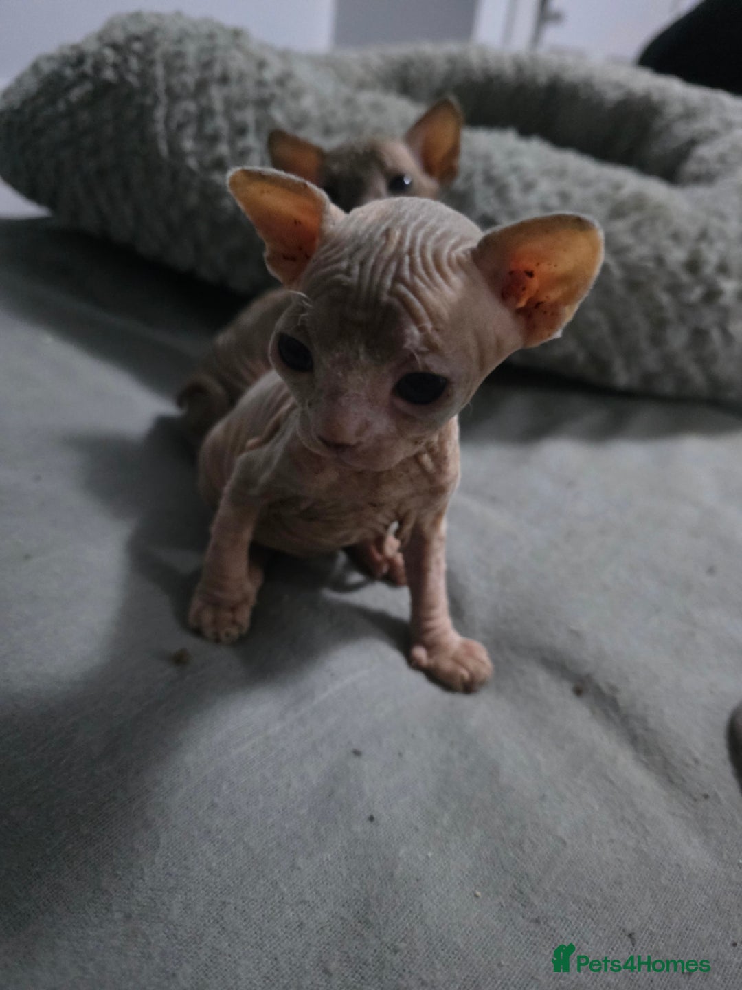 Sphynx cats for sale: 3 beautiful sphynx kittens  - Image 3