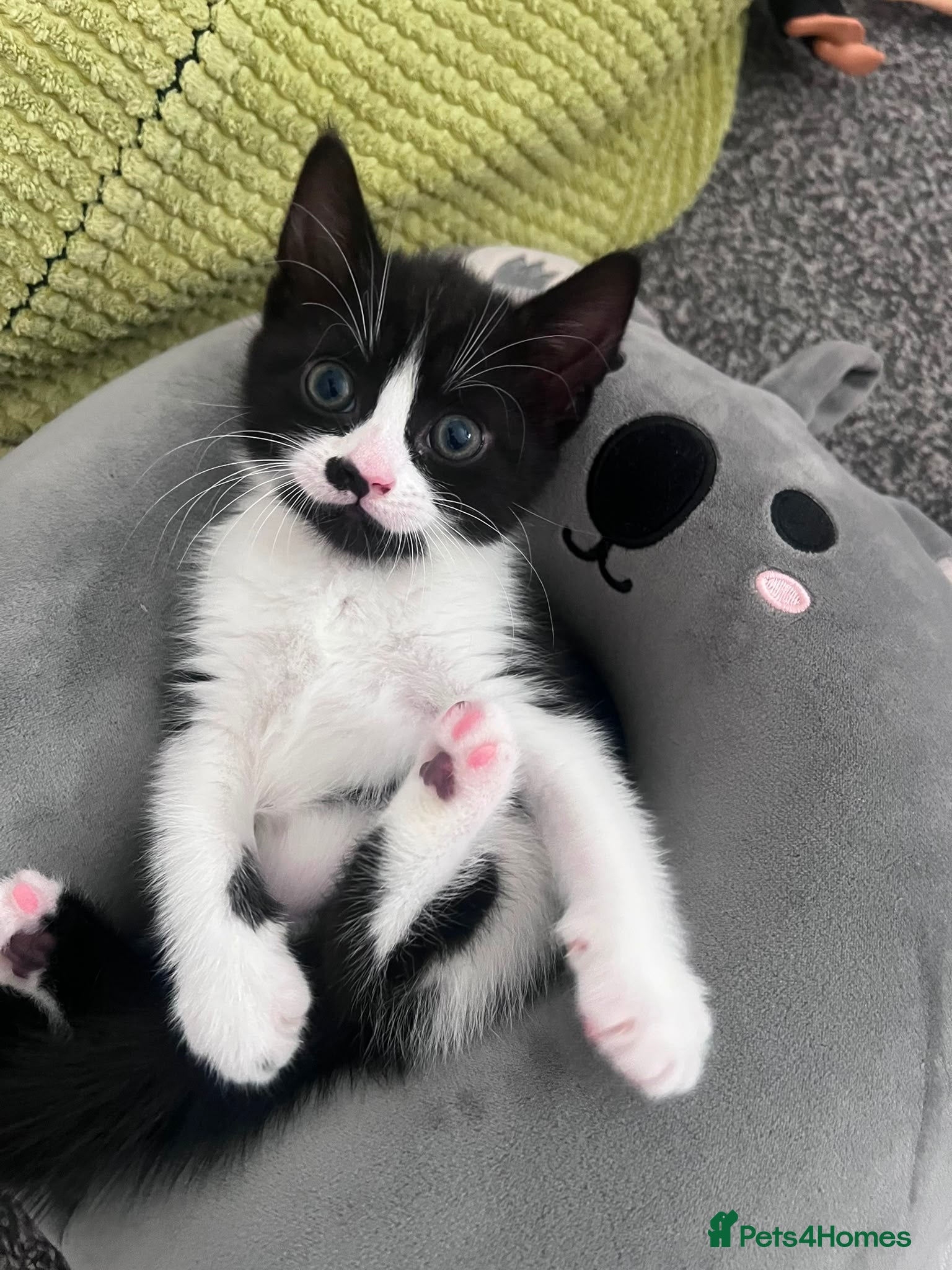 Mixed Breed cats 5 kittens for sale  - Advert 1