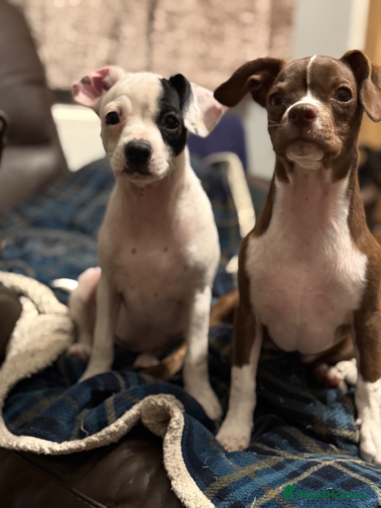 Mixed Breed dogs  18weeks old mixed breed - Advert 17