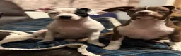Mixed Breed dogs for sale: 19week old mixed breed  - Advert 2