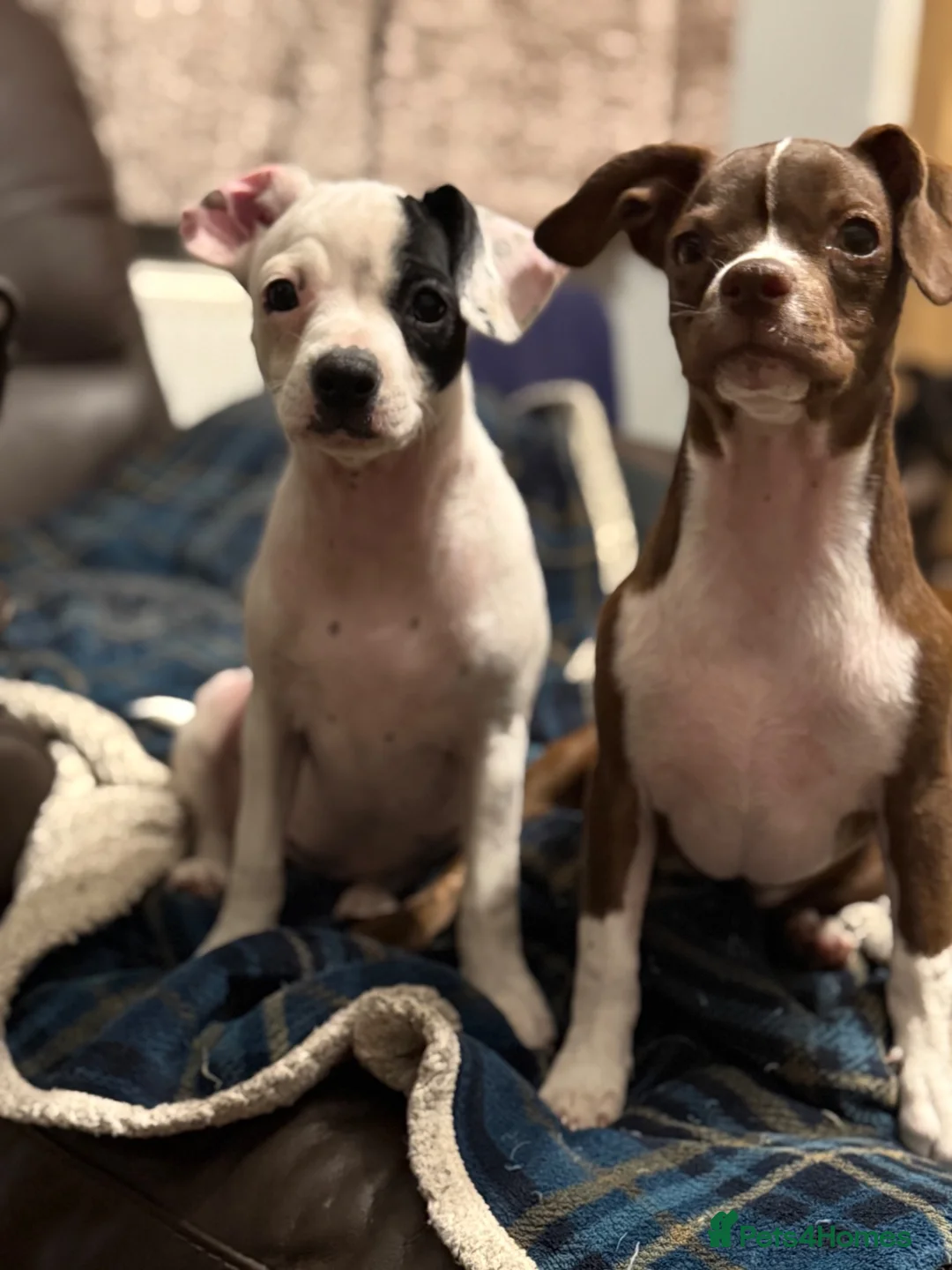 Mixed Breed dogs for sale: 19week old mixed breed  - Advert 2