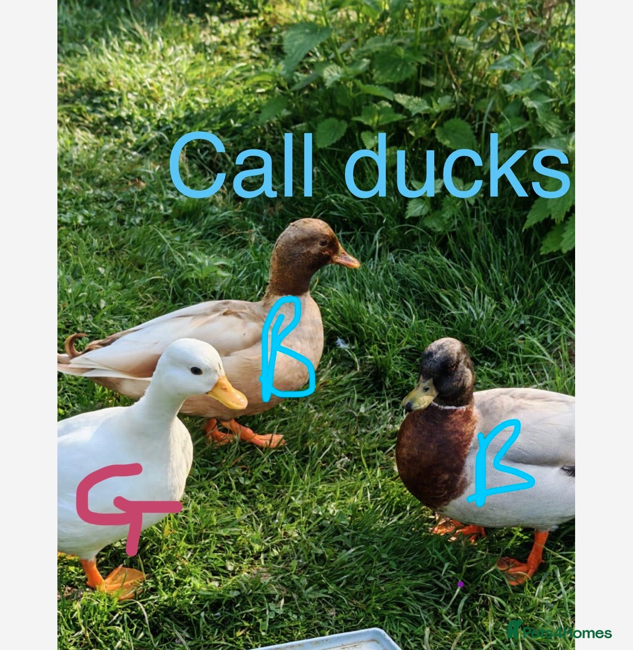 Mixed Breed poultry Mixed flock of chicken, ducks and geese  - Advert 2