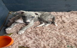 Whippet dogs for sale: Whippet blue a brindle  kc female puppy - Image 3