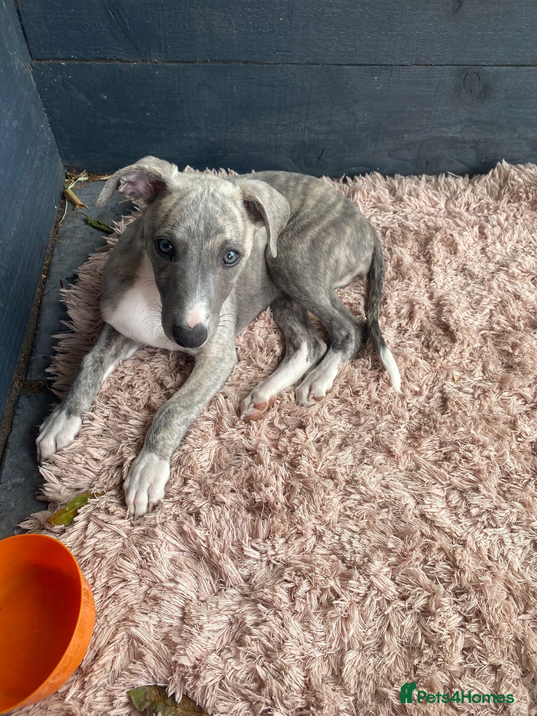 Whippet dogs for sale: Whippet blue a brindle  kc female puppy - Image 3