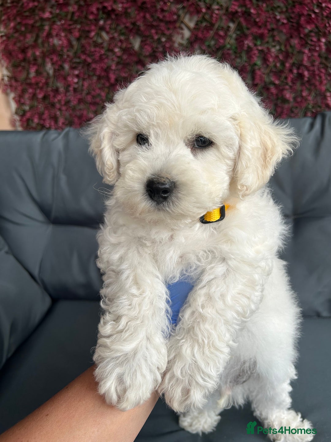 Bichon Frise dogs for sale: Bichon Frise Puppies  - Image 12