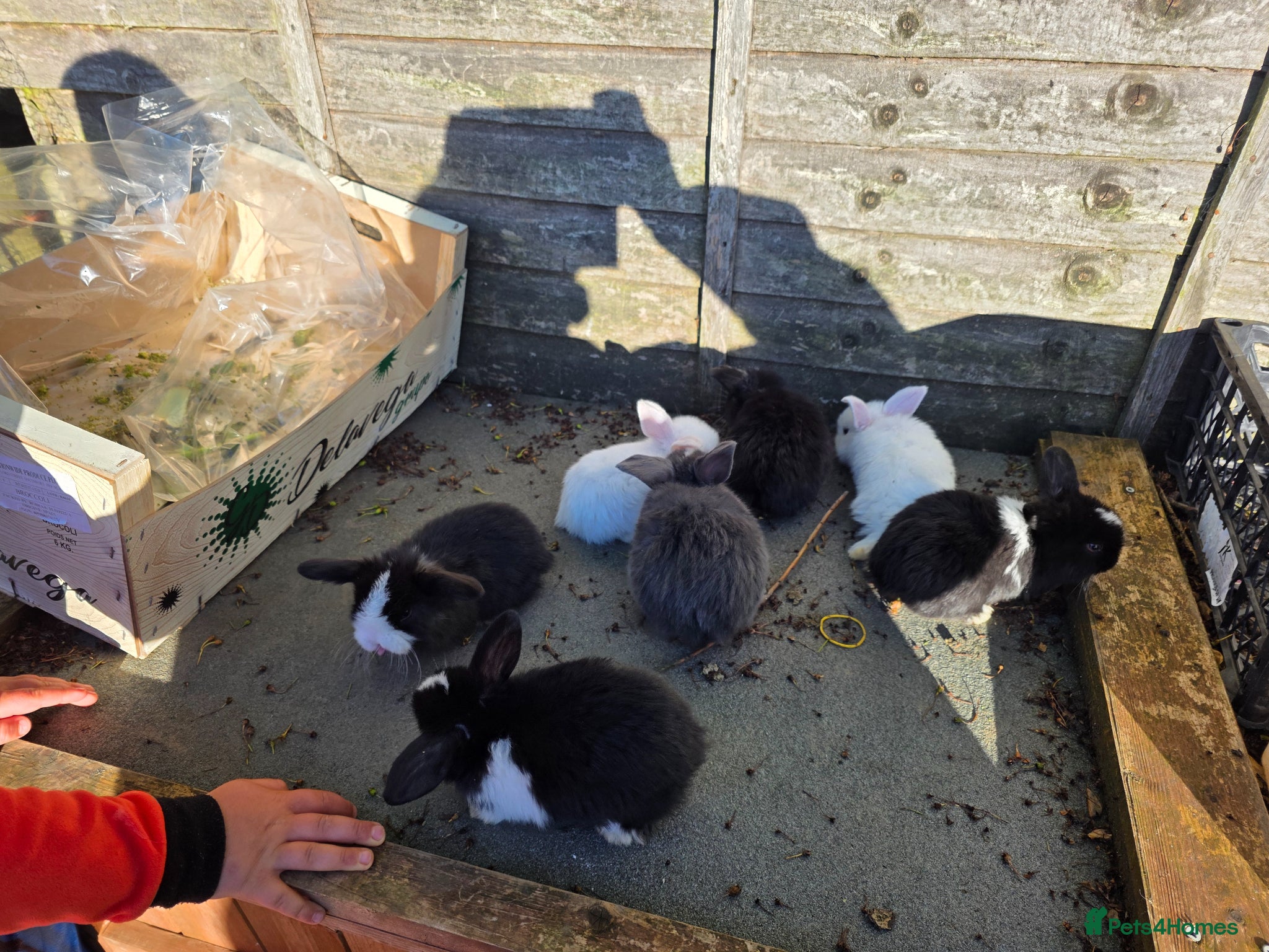 Mini Lop rabbits baby rabbit - Advert 16